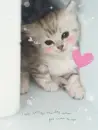cute kitty