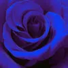 blue rose