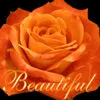 beautiful orange rose