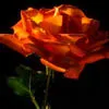 orange rose