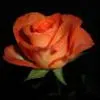 orange rose