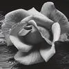 black and white rose