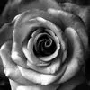 black & white rose