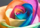 Colorful Flower