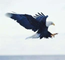 Eagle