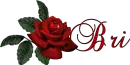 Bri-Red Rose