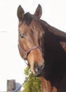 Cute Horse