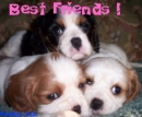 Best friend puppies