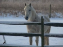 horses