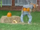 pumpkins