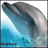 dolphins