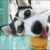 Cookie