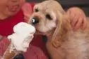 Puppies