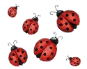 flying ladybirds