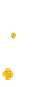 yellow flowers