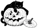 pumpkin cats