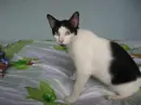 cute black and white feline