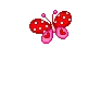 cute butterfly