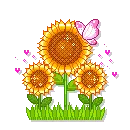 Sun Flowers
