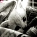 kitten