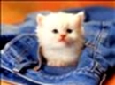 Gatito