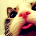 Neko