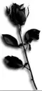 black rose