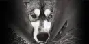 :~:Pound Puppy:~: