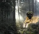 :~:Forest Dog:~: