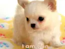 :~:I Am lian:~: