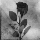 black rose