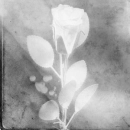 white rose