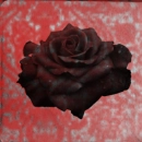 black rose