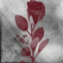 red rose