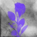 purple rose