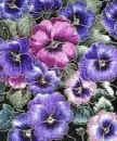 purple pansy