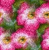 pink flowers