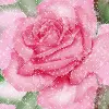 pink rose