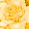 yellow rose
