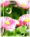 cute flowers & bubbles