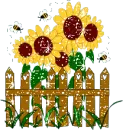 Sun Flowers