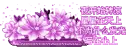 cute purple flowers