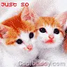 cute kittens
