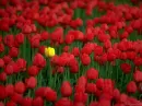 Yellow Flower between red flowers