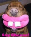 Funny Dog