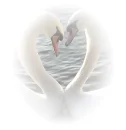 Love Swans