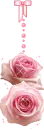 PINK ROSES