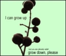 grow down please