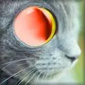 mew mew sybol (joke)