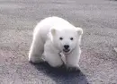 Polar Bear